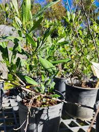 Image result for Dorstenia buchananii