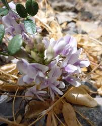 Image result for Sium repandum