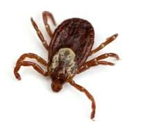 Mosquitoes how to decrease the risk? State Of The Tick Control Market Sponsored By Zoecon The Pest Infestations Are Up For Some Pct Pest Control Technology