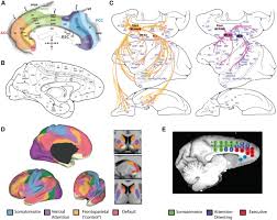 Image result for Higher Integrative Function