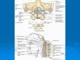 The ligaments connecting the bones are: Articulations Of The Spine And Thorax Pages 8