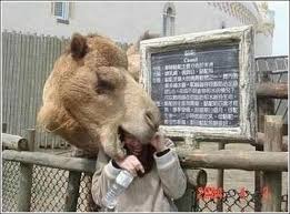 Bear wishes that all the other bears in the forest were female. Camel Jokes