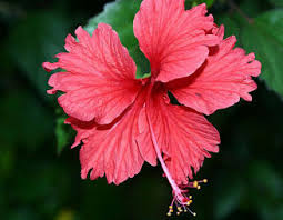 Makes for a nice change especially if not drinking champagne, and surprises your guests. Plant Of The Month January Hibiscus
