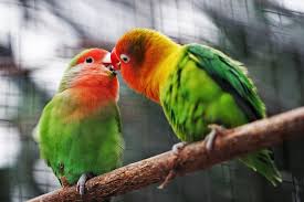 Il 6 luglio viene celebrata la giornata mondiale del bacio, detta anche world kiss day. World Kiss Day La Giornata Mondiale Del Bacio Next Stop Reggio