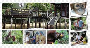 ‪bukit merah orang utan island foundation‬. Bukit Merah Orang Utan Insel Foundation Orang Utans Bukit Merah Laketown Resort Penang Orang Utan Png Herunterladen 3459 1823 Kostenlos Transparent Anlage Png Herunterladen