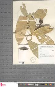 Image result for Rinorea ilicifolia