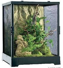 Pollywogs World Of Frogs Terrarium Tree Frog Terrarium Terrariums Kits