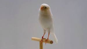 Pin Di 16 Ciri Kenari Yorkshire Lengkap Dengan Kelebihan Dan Harga