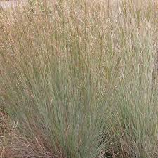 Image result for Andropogon