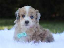 Find your new companion at nextdaypets.com. Aussiedoodle Puppies For Sale In Ohio Top Breeders 2021 We Love Doodles