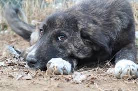 Finde jetzt schnell die besten angebote für schäferhund mischling welpen kaufen auf allekleinanzeigen.ch. Hund Griechischer Schaferhund Mix Mischling Hundin 2 Jahre