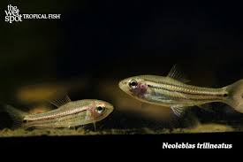 Image result for Nesaea linearis