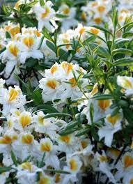 Kalmia Myrtifolia Elf A Wonderful White Kalmia Plants For The White Garden Pflanzen Fur Den Weissen Garten Flowers Garden Elf