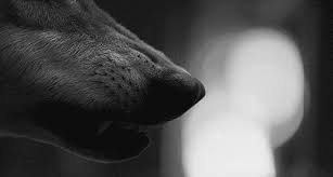 1 overall in the 2021 nba draft after winning the lottery tuesday. Black And White Wolf Gif