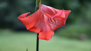 Image result for Wahlenbergia huttonii