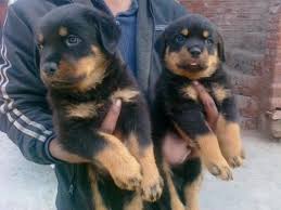Rottweiler puppy for sale near california, oak glen, usa. Rottweiler Dog Suppliers Dealers Traders