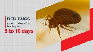 Stop losing sleep over bed bugs. Steps To Take What To Expect In A Bed Bug Home Treatment