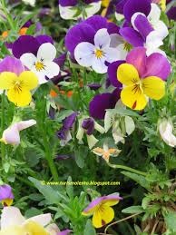 Sabato 11 gennaio 2020 add comment edit. Immagine Di Fiori Bellissimi