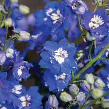 Image result for Delphinium