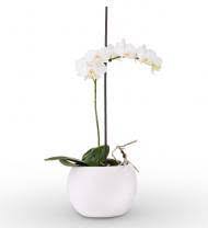 Wir verwenden cookies und ähnliche tools, die erforderlich sind, um ihnen einkäufe zu ermöglichen, ihr einkaufserlebnis zu verbessern und unsere dienste bereitzustellen. Bismarck Florist Bismarck Nd Flower Delivery Avas Flowers Shop