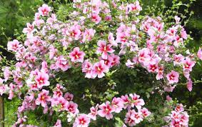 Nama latin bunga dan tanaman hias. 5 Fakta Mugunghwa Bunga Nasional Korea Selatan Yang Menakjubkan