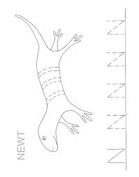 Newts are brightly colored salamanders. Newt Coloring Page Animals Town Animal Color Sheets Newt Picture