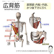 筋シリーズ】 #広背筋⠀ ⠀ 作用： #肩関節内転・内旋、かつ後下方に引く⠀ 起始： #正中仙骨稜 #T7以下棘突起 #腸骨稜 #肩甲骨下角⠀ 停止： #小結節稜⠀ 支配神経： #胸背神経⠀ ⠀ #解剖学⠀ ⠀ 【アナトミーブートキャンプ2021】⠀ 2/3まで早割（4,000 → 3,000円 ...