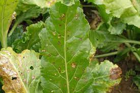 We did not find results for: Cercospora Leaf Spot