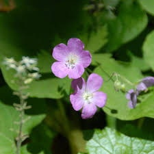 Image result for Geranium