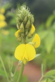 Image result for Crotalaria micans