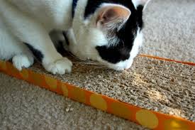 Kedi Tirmalamasi Ilk Yardim Miyhav Com