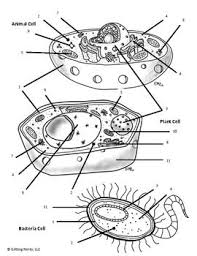 Also, you could use the search box to find what you want. Cell Organelle Color By Number Distance Learning Digital Lesson Teaching Biology Science Cells Biology Classroom