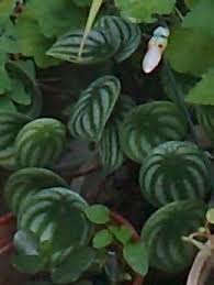 Hermosa Planta Llamada En Mi Pais Cr Rayito De Luna Plants