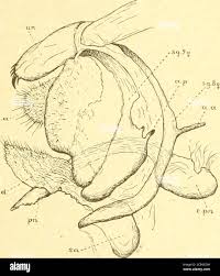 Image result for Pygaera timon