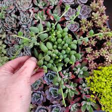Image result for Senecio letouzeyanus