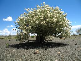 Image result for Leucosphaera bainesii