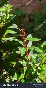 Image result for Ammannia baccifera