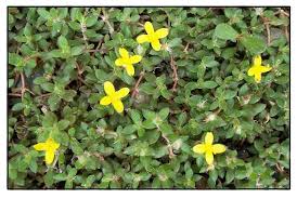 Image result for Portulaca quadrifida