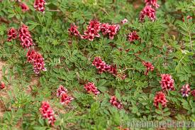 Image result for Hermbstaedtia fleckii