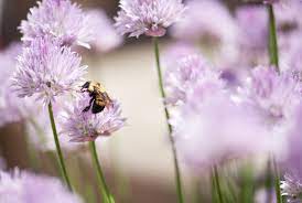 Check spelling or type a new query. 20 Flowering Plants That Attract Bees Pollinator Friendly Plants
