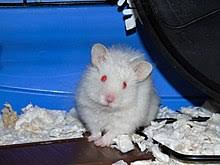 Brown and white syrian hamster. Syrian Hamster Variations Wikiwand