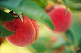 Introduced to america in 1968, 'canadian harmony' peach is an early to midseason ripener that matures about 16 days after 'red haven'. Peach Better Homes Gardens