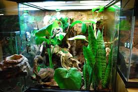 The Gecko Blog Made By A Frog Tropical Terrarium Build Part 2 Tropical Terrariums Build A Terrarium Terrarium