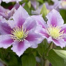 Most wholesalers close at 10:00 but some, mainly our plant and sundries wholesalers, are open till 12:00. Buy Garden Plants From Online Garden Centre Gardening Express The Uk S No 1 Gardeningexpress Co Uk