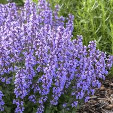Na de bloei mag men haar diep. Nepeta Cat S Pajamas Perennial Y1 Truck Crops Trial Gardens