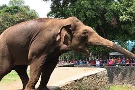 Salah satu tempat wisata favorit di kota bandung itu kembali tutup sementara waktu, ahad (23/5). Ridwal Kamil Prihatin Melihat Kondisi Gajah Di Kebun Binatang Bandung