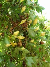 Image result for Merremia