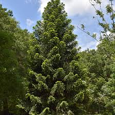 Image result for Araucaria bidwillii