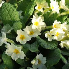 Find all cheap primula clearance at dealsplus. Wild Primrose Primula Vulgaris