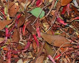 Image result for Plicosepalus